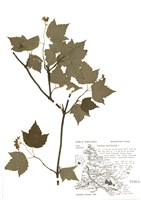 藏品(槭葉莢蒾)的圖片